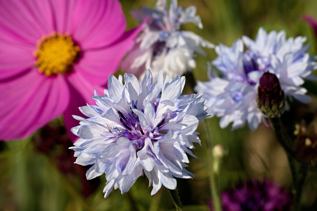 akkerranden akkerrand bloem bloemen flora hdr polder gewas landbouw biodiversiteit landschap cannabis wiet marihuana hasj hennep